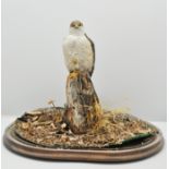 Taxidermy: Victorian model of a Sparrowh
