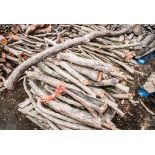 Two pallets of yew wood cut branches.