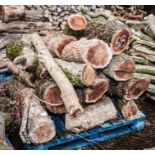 One pallet of white mulberry cut branches.