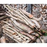 Pallet of yew wood cut branches.