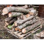 One pallet of cut cedar branches.