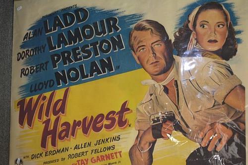 Wild Harvest:  Film poster 75 x 102cms.