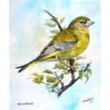 R Padbury, watercolour of a Greenfinch, another of a Linnet, Otter and three other watercolours,