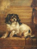 Attributed to John Arnold Wheeleroil on millboard,Portrait of a King Charles Spaniel,12 x 9in.