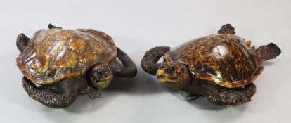 Two taxidermy Hawksbill Turtles, c.1900, full mount, one with wire suspension loops, largest approx.