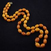 A single strand graduated amber bead necklace, with gilt metal clasp, gross 39 grams, 27in.