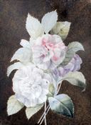 Circle of Pierre-Joseph Redoute watercolour on vellum,'Camellias',Ex. Collection Baroness Burdett