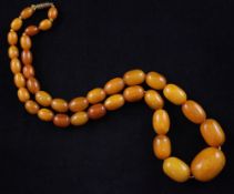 A single strand graduated amber bead necklace, with gilt metal barrel clasp, gross weight 47