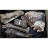 A mammoth tooth and four various bones, 5in. - 9in.