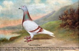 Andrew Beeroil on canvas,Portrait of the racing pigeon, Sporting King, c.1943,11.5 x 17.5in.