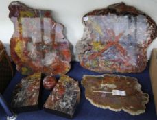 Six polished petrified wood samples, 3.5in. - 21in.