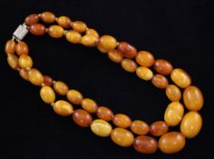 A double strand graduated oval amber bead necklace, with engraved gold rectangular clasp, 15.5in,