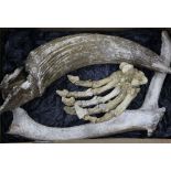 A cave bear claw, a bison horn and deer antler, Pleistocene era, 9in. - 17in.