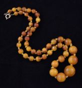 A single strand graduated amber spherical bead necklace, with gilt metal clasp, gross weight 16