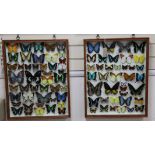 Entomological Interest: Four hardwood framed and mounted displays of butterfly specimens,