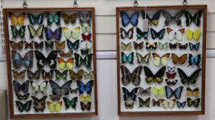 Entomological Interest: Four hardwood framed and mounted displays of butterfly specimens,