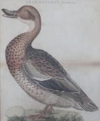 18th century English School4 coloured engravings,Ornithological studies: Larus, Cinereus; Corvus,