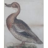 18th century English School4 coloured engravings,Ornithological studies: Larus, Cinereus; Corvus,