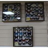 Entomological Interest: Three framed and two cased and mounted displays of butterflies and a moth,