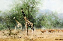 § David Shepherd (1931-)oil on canvas,'Curiosity', Giraffes and Thomson Gazelles,signed and dated '