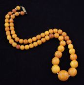 A single strand graduated amber spherical bead necklace, with gilt metal barrel clasp, gross