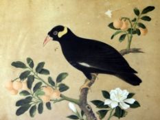 Chinese School, early 19th century, five gouache paintings of birds amid blossoming branches on