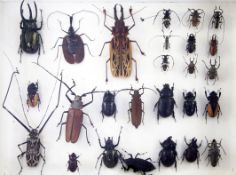 A collector's chest of beetles, mineral and fossil specimens, 3ft 5in.