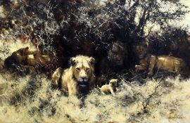 § David Shepherd (1931-)oil on canvas,'Lions',signed and dated '62, Tryon Gallery label verso,28 x