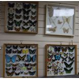 Entomological Interest: Four framed and mounted displays of butterflies and moths, collected from