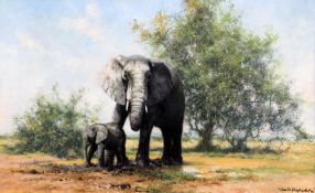 § David Shepherd (1931-)oil on canvas,Elephants and acacia,signed and dated '92,15 x 24in.