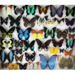 Entomological Interest: Four oak framed and mounted displays of butterfly specimens, collected