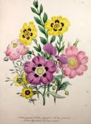 Loudon, Jane Webb - Ornamental Greenhouse Plants. 'The Ladies' Flower Garden', Loudon, Jane Webb -