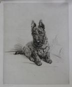 Lucy Dawson (-1954) Hamish, a Scottish Terrier, overall 16.5 x 11in., unframed Lucy Dawson (-1954)
