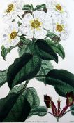 Loudon, Jane Webb - Cistineae. The Natural Order of Cistus or Rock-Rose, Loudon, Jane Webb -