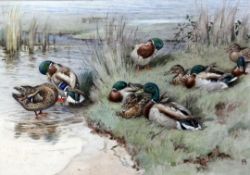 § Winifred Austen (1876-1964) Ducks and drakes, 10.5 x 15in. § Winifred Austen (1876-1964)