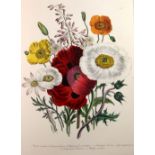 Loudon, Jane Webb - Ornamental Perennials. 'The Ladies' Flower-Garden of Ornamental Perennials',