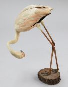 A taxidermic Greater Flamingo, 20th century, A taxidermic Greater Flamingo, 20th century, on an oval