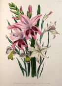 Loudon, Jane Webb - Bulbous Plants. 'The Ladies' Flower Garden of Ornamental Bulbous Plants',