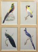 A group of four bird studies, early 20th century, painted in watercolour and applied with coloured