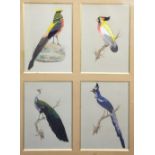 A group of four bird studies, early 20th century, painted in watercolour and applied with coloured