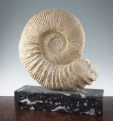 A large ammonite specimen, on black marble plinth base with fossil inclusions, overall 22in.