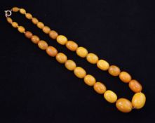 A single strand graduated amber bead necklace, with gilt metal clasp, gross weight 39 grams, 18in.