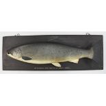 A large carved and painted blockwood angling trophy, the salmon mounted on ebonised display board,