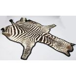 An early 20th century zebra skin rug, stitched with black felt backing, 10ft 1in.