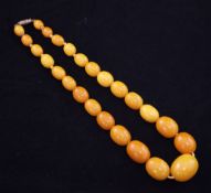 A single strand graduated amber bead necklace, with barrel shaped gilt metal clasp, gross weight