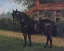 Henry Bird (1909-2000)oil on mill board,Portrait of a black pony 'Tommy',signed,8.5 x 11in.