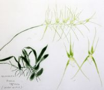 Elizabeth Blackadder (1931-)etching,Spider Orchid, Orchidaceae Brassia Verrucosa 1993,signed in
