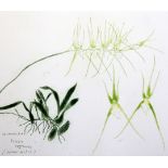 Elizabeth Blackadder (1931-)etching,Spider Orchid, Orchidaceae Brassia Verrucosa 1993,signed in