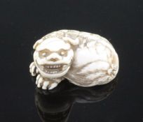 A Japanese ivory netsuke of a shi-shi, Edo period, in recumbent pose, its tail curled around under