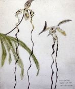 Elizabeth Blackadder (1931-)etching,Orchidaceae Paphiopedilum Sanderianum,signed in pencil, 28/40,